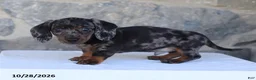 Dachshund dogs for sale: Ezra - Ad 4