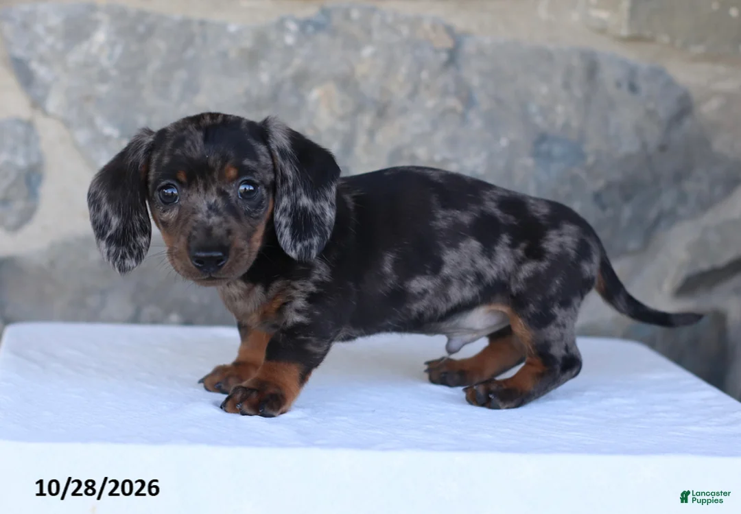 Dachshund dogs for sale: Ezra - Ad 4