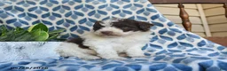 Labradoodle dogs for sale: Zuri - Ad 4