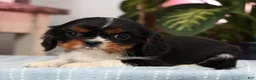 Cavalier King Charles Spaniel dogs for sale: Polly - Ad 8