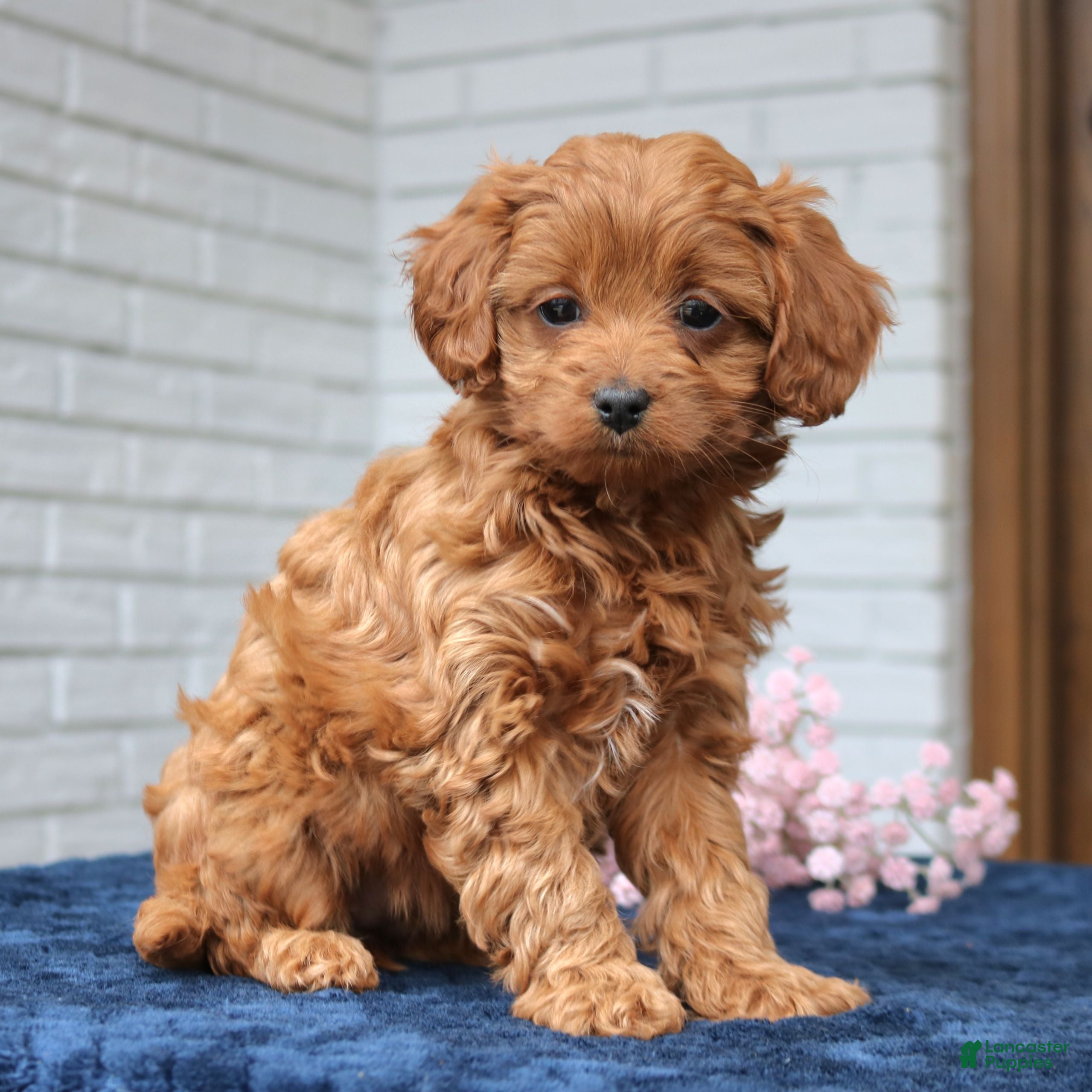 Cavapoo dogs Smith  - Ad 1