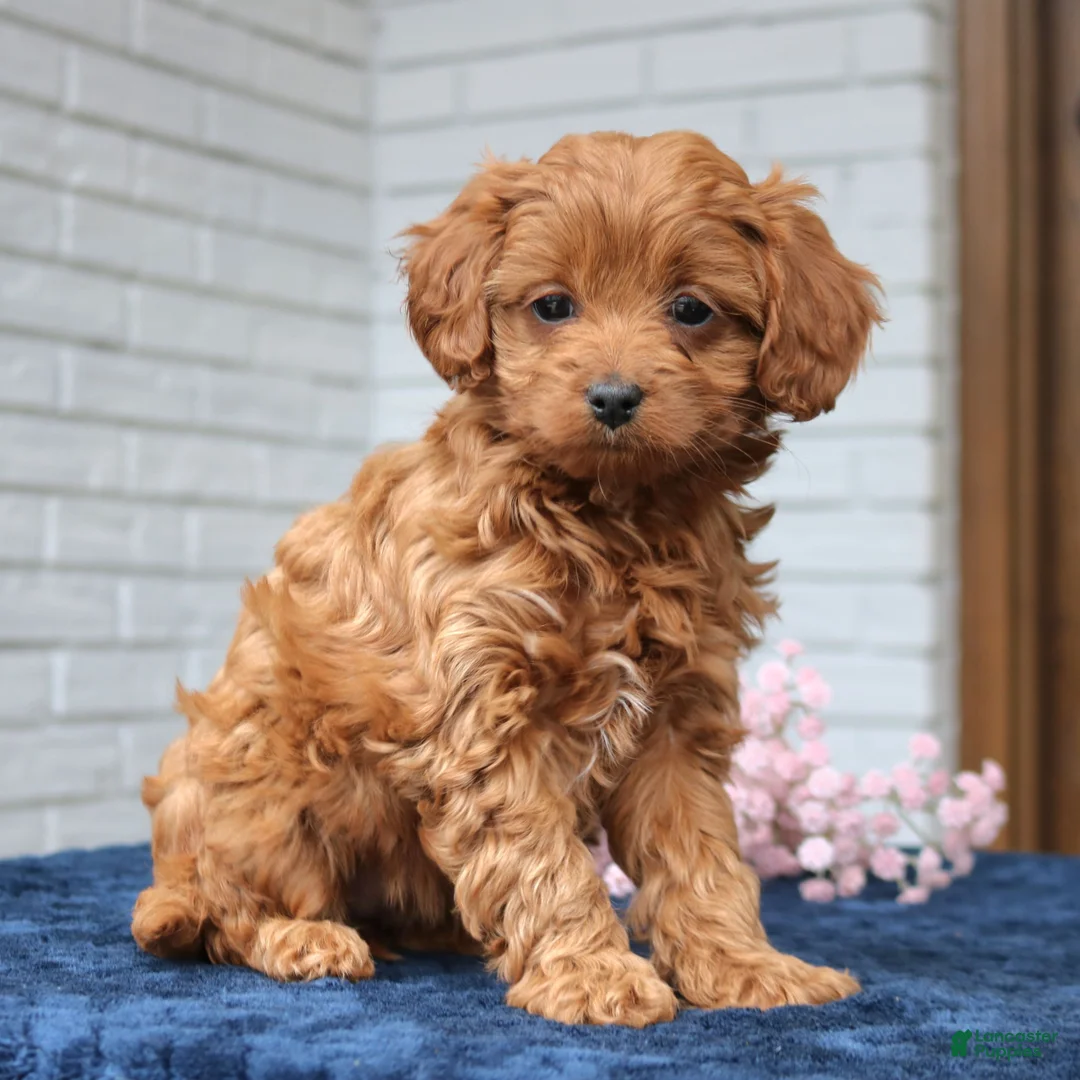 Cavapoo dogs for sale: Smith  - Ad 1