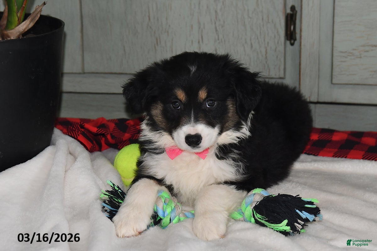 Australian Shepherd dogs Nicki - Ad 2