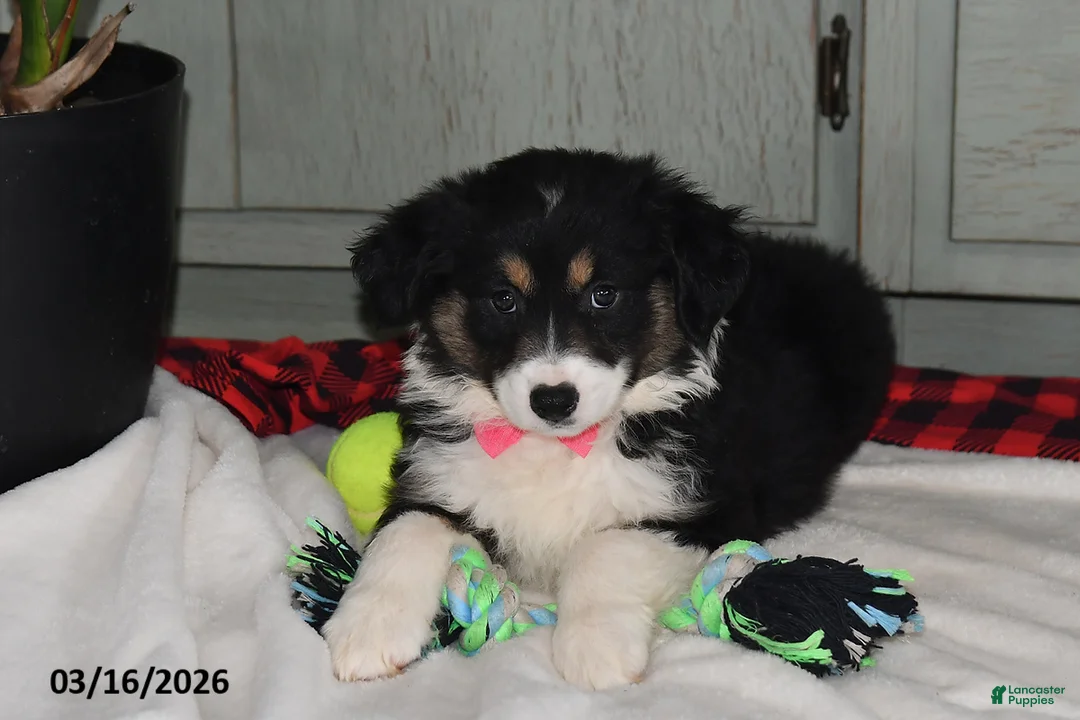 Australian Shepherd dogs for sale: Nicki - Ad 2
