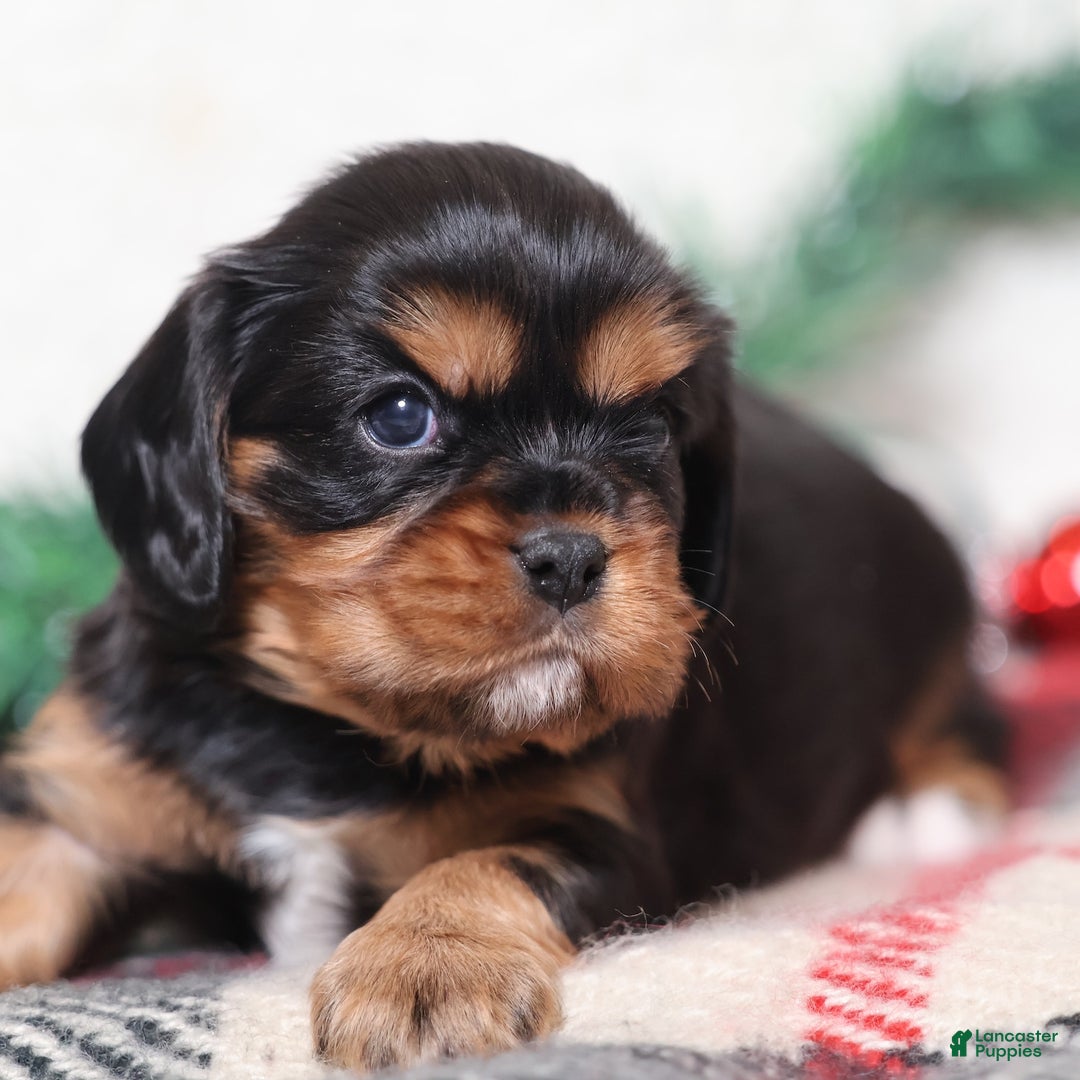 Cavalier King Charles Spaniel dogs for sale: Noah | Genetically Screened  - Ad 2