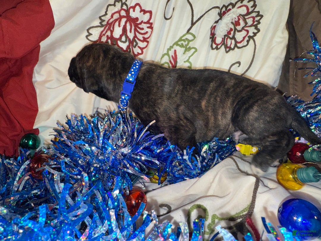 Great Dane dogs for sale: Mylar - Ad 3