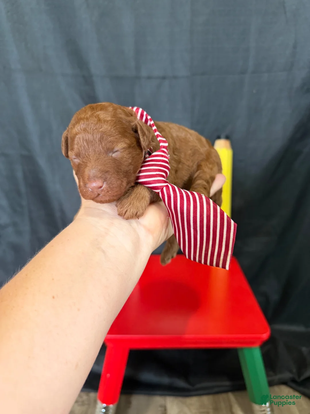 Toy Poodle dogs for sale: Akc Red Toy Poodle Red Tie - Ad 2