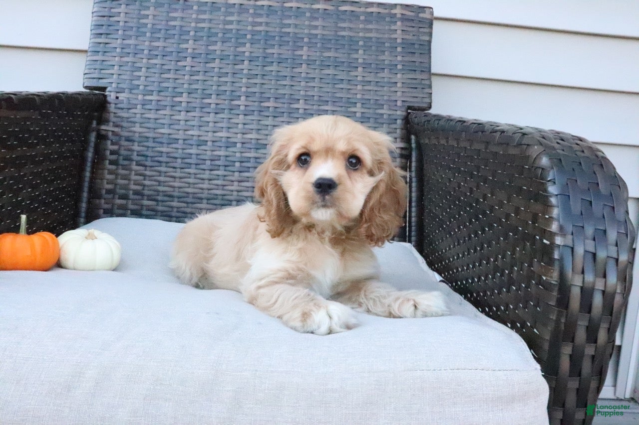 Cocker Spaniel dogs for sale: Cinnamon - Ad 1