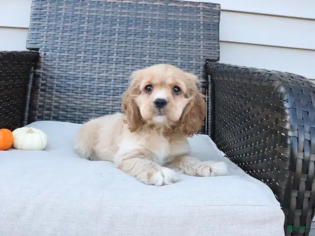 Cocker Spaniel dogs for sale: Cinnamon - Ad 1