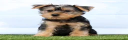 Yorkshire Terrier dogs for sale: Fozzie - Ad 5
