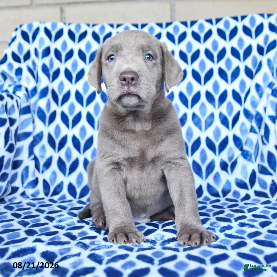 Labrador Retriever dogs Captain - Ad 1