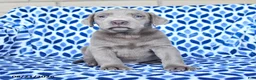 Labrador Retriever dogs for sale: Captain - Ad 1