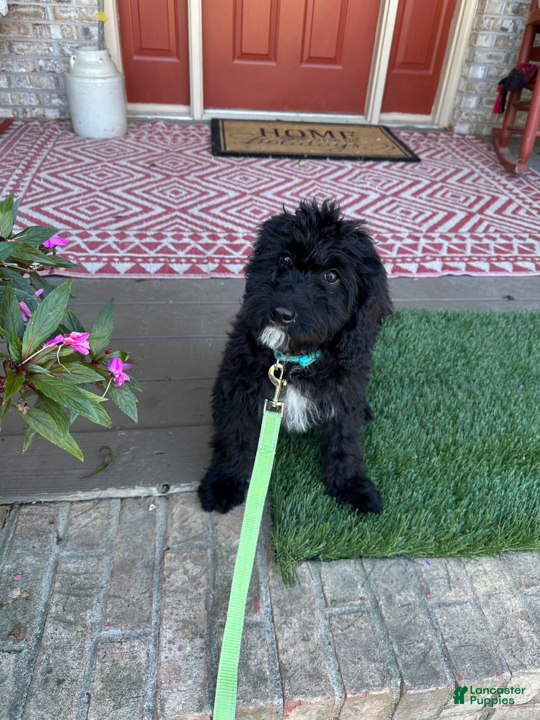 Mixed Breed dogs for sale: Georgia - Ad 2