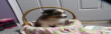 Molly
