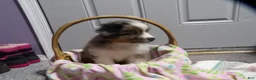 Miniature Australian Shepherd dogs for sale: Molly - Ad 1