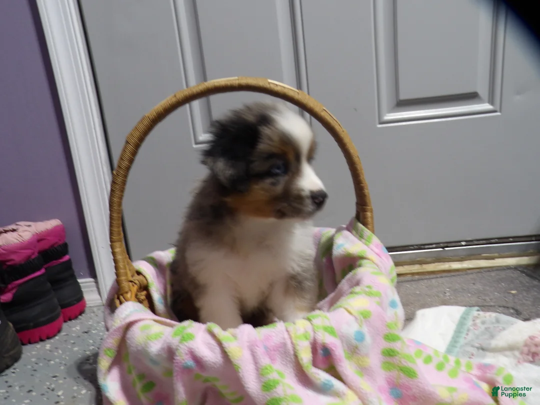 Miniature Australian Shepherd dogs for sale: Molly - Ad 1