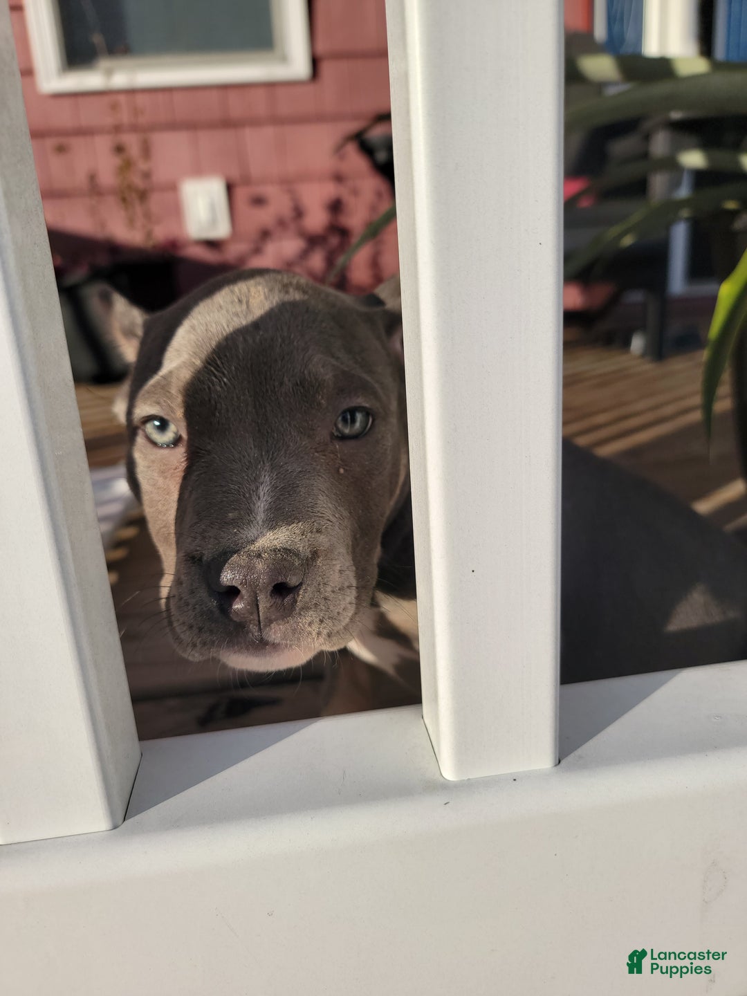 American Bully dogs for sale: American Bully Puppy 1 - Ad 3