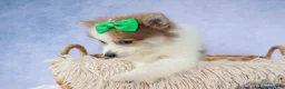 Pomeranian dogs for sale: Ernie🐾 - Ad 7