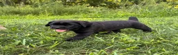 Cane Corso dogs for sale: Violet - Ad 10