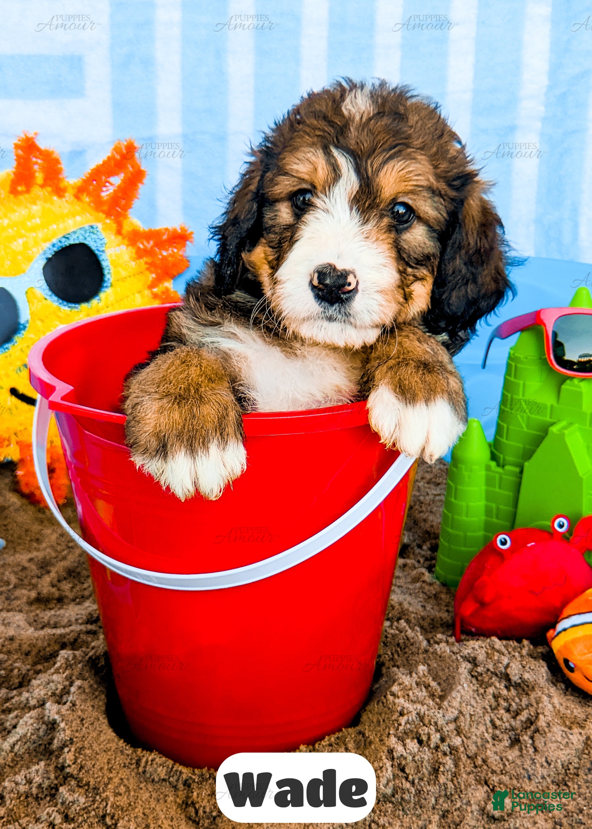 Bernedoodle dogs Wade - Ad 1