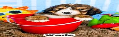 Wade