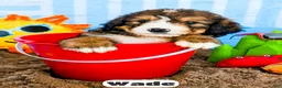 Bernedoodle dogs for sale: Wade - Ad 1