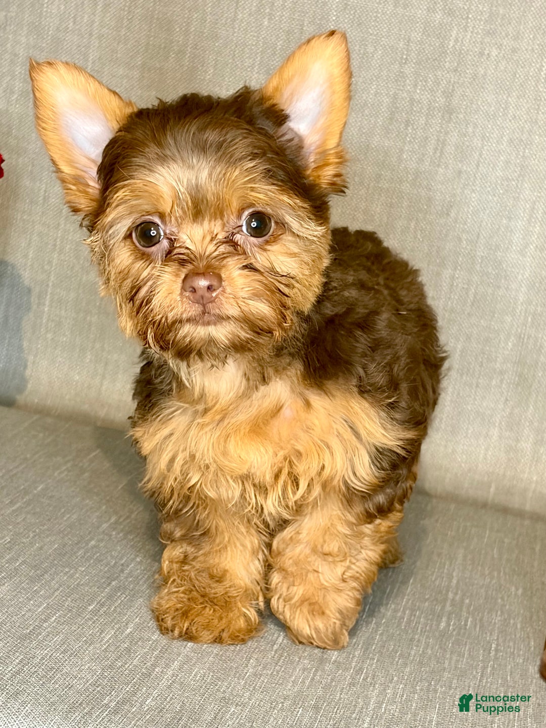 Yorkshire Terrier dogs for sale: Mocha *GET NOW* PAY LATER* - Ad 1