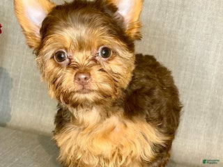 Yorkshire Terrier dogs Mocha *GET NOW* PAY LATER* - Ad 28