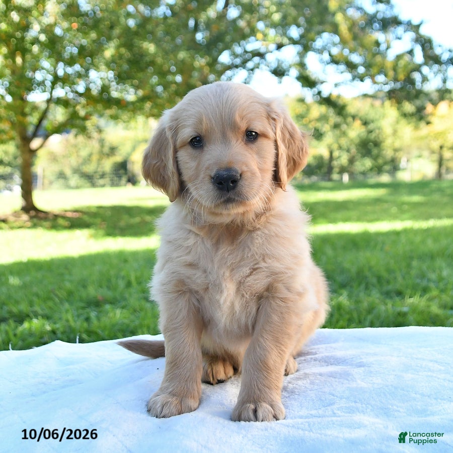 Golden Retriever dogs Arlo - Ad 2