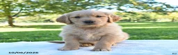 Golden Retriever dogs for sale: Arlo - Ad 2
