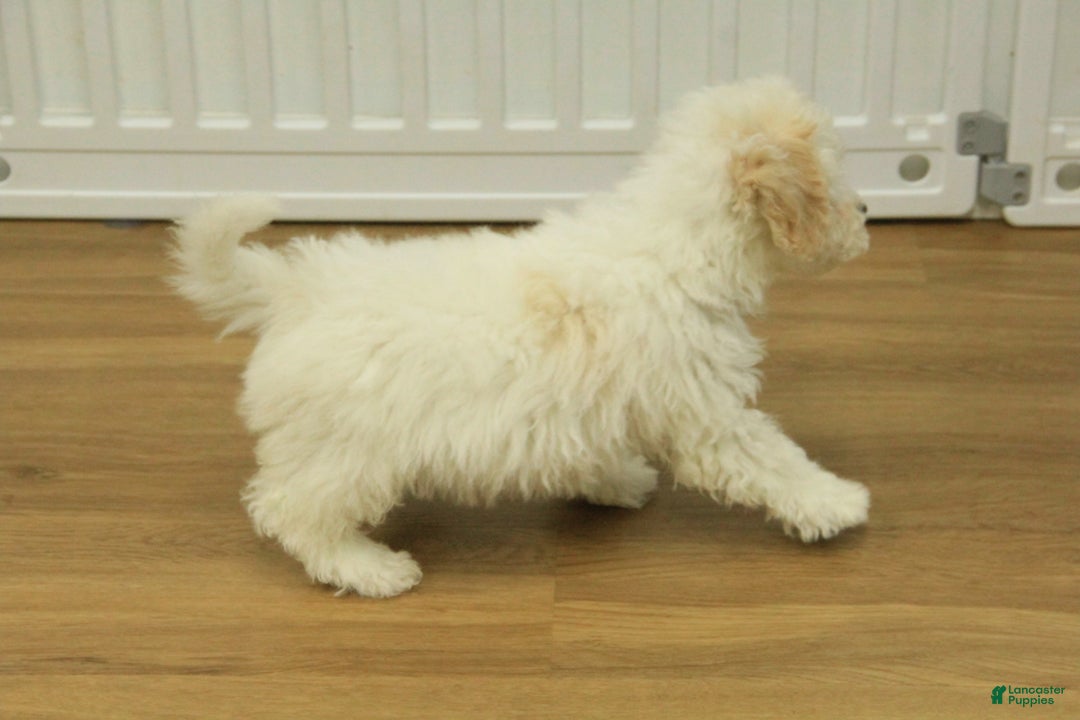 Bichpoo dogs for sale: Ruth - Ad 6