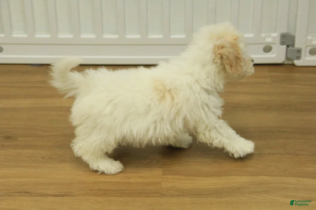 Bichpoo dogs for sale: Ruth - Ad 6