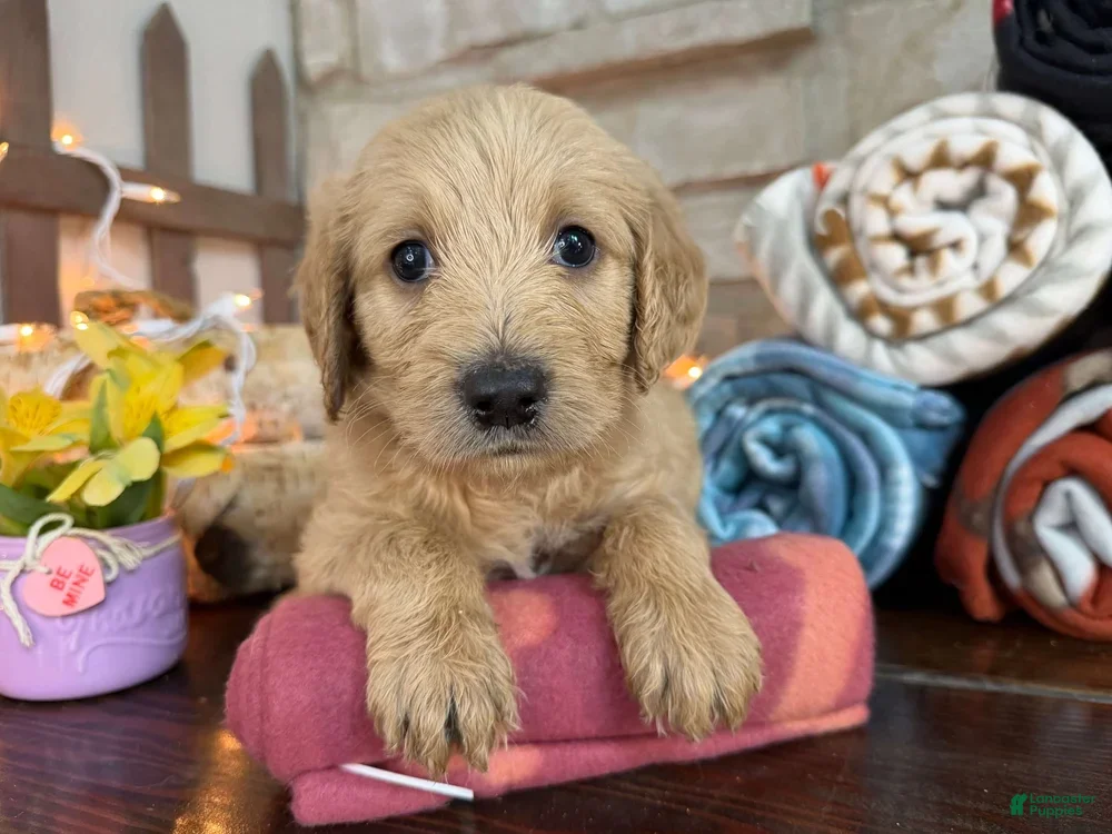 Labradoodle dogs Carol (Girl) - Ad 2