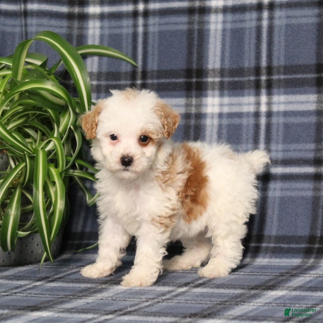 Miniature Poodle dogs Xavier - Ad 1
