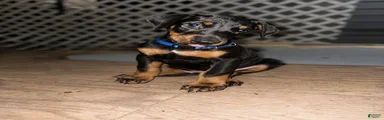Blue Collar Dobie
