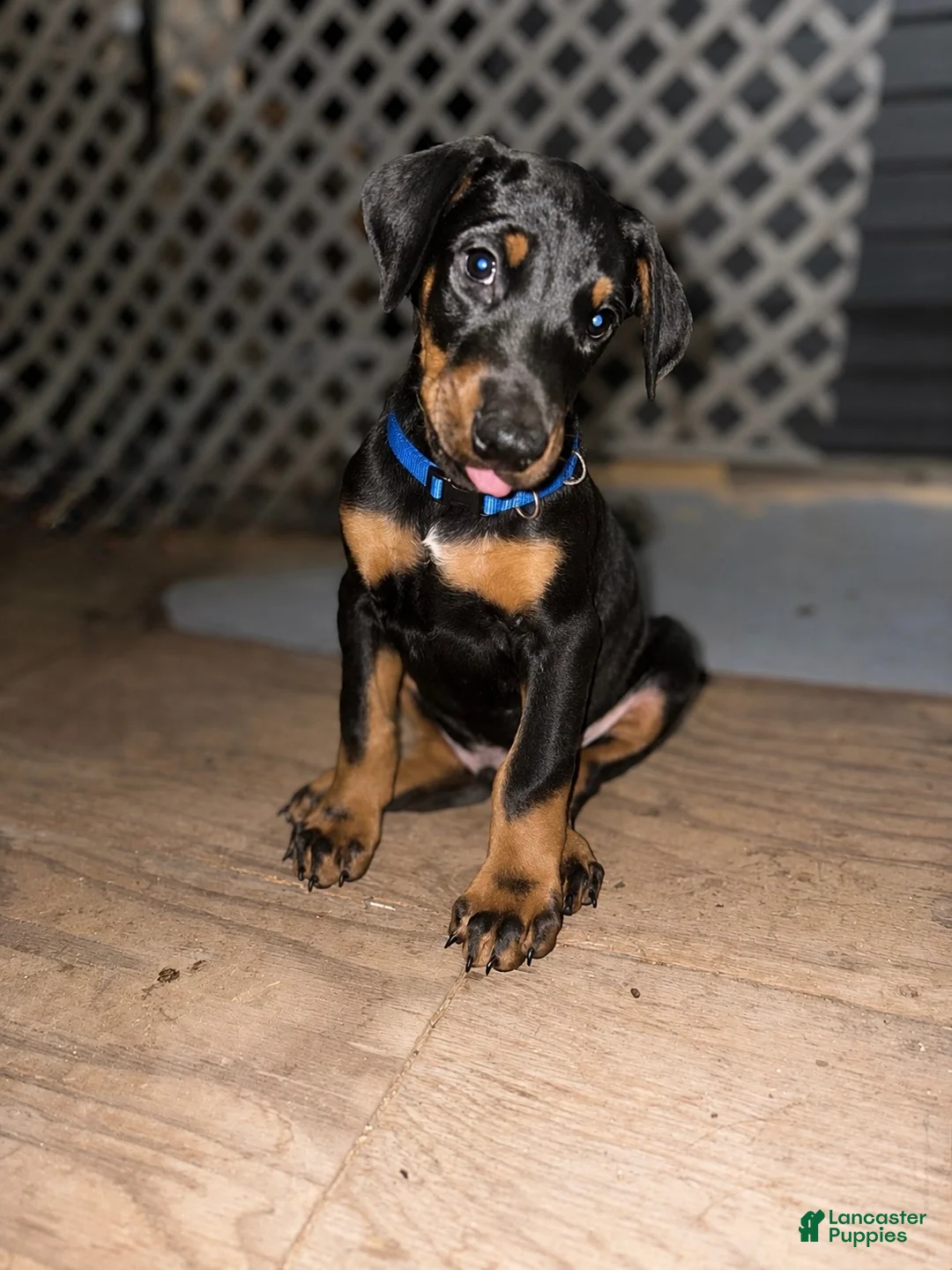 Doberman Pinscher dogs for sale: Blue Collar Dobie - Ad 1
