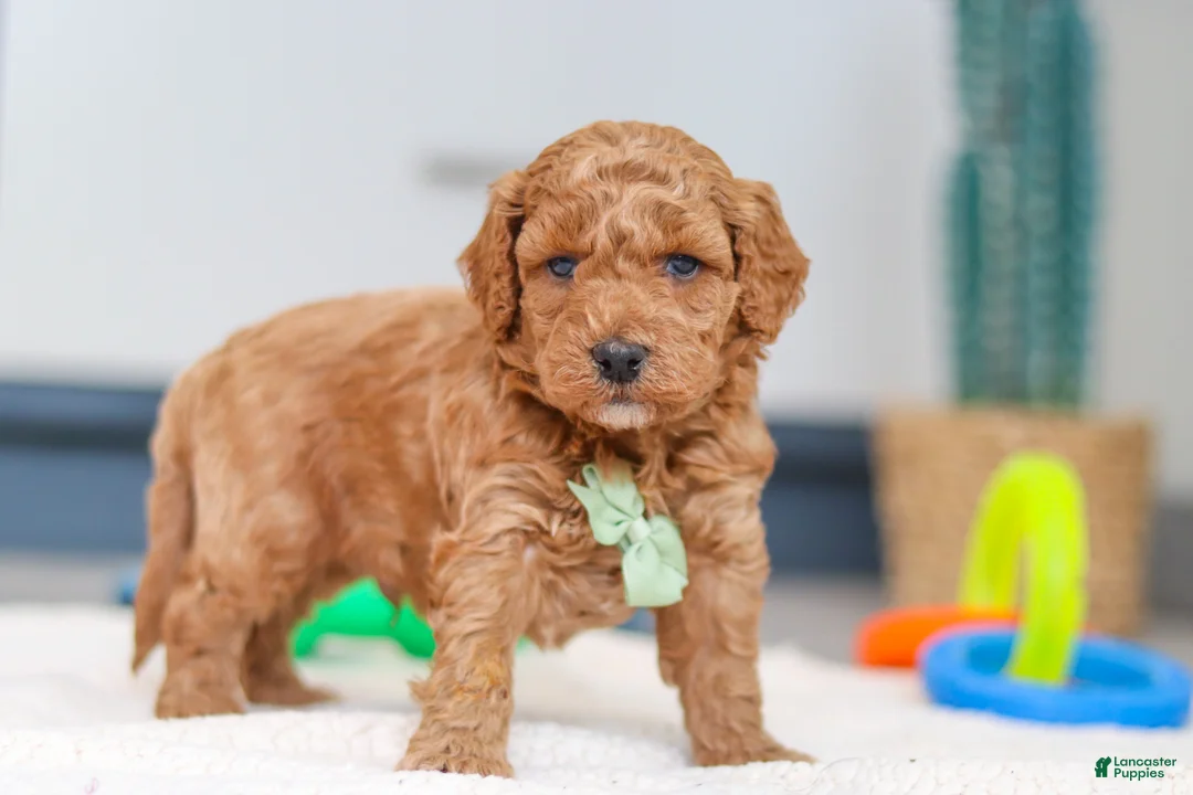 Mini Goldendoodle dogs for sale: Mack - Ad 4