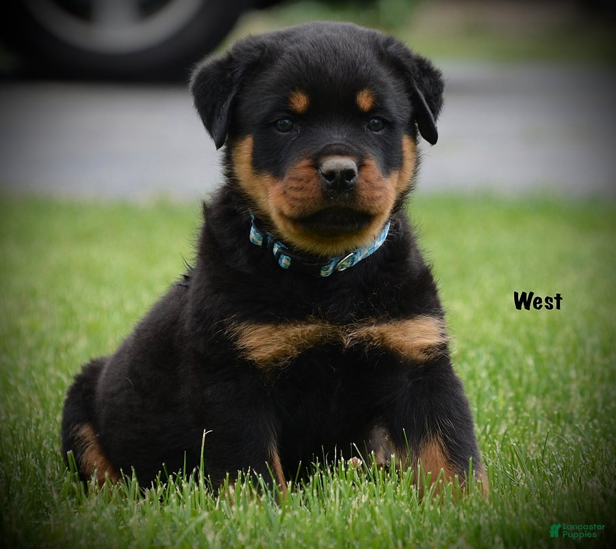 Rottweiler dogs West - Ad 1