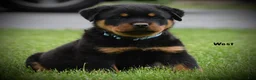 Rottweiler dogs for sale: West - Ad 1