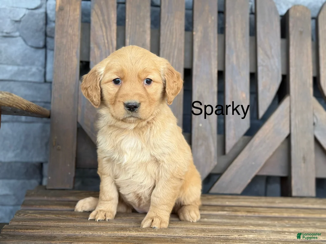 Golden Retriever dogs for sale: Sparky - Ad 1