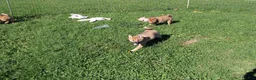 Shiba Inu dogs for sale: Chili - Ad 5