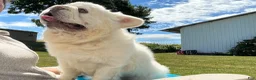French Bulldog dogs for sale: Snow King Big Rope Fluffy - Ad 3