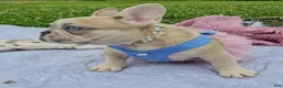 French Bulldog dogs for sale: French Bulldog Puppy 1 - Ad 2