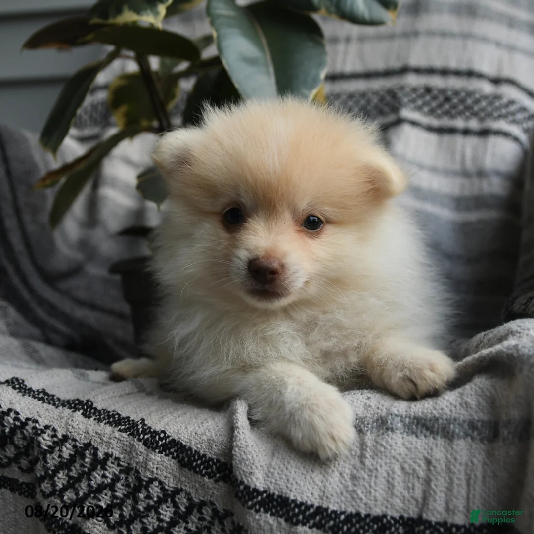 Pomeranian dogs for sale: Bernard - Ad 3