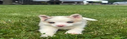 Pomsky dogs for sale: Susie - Ad 3