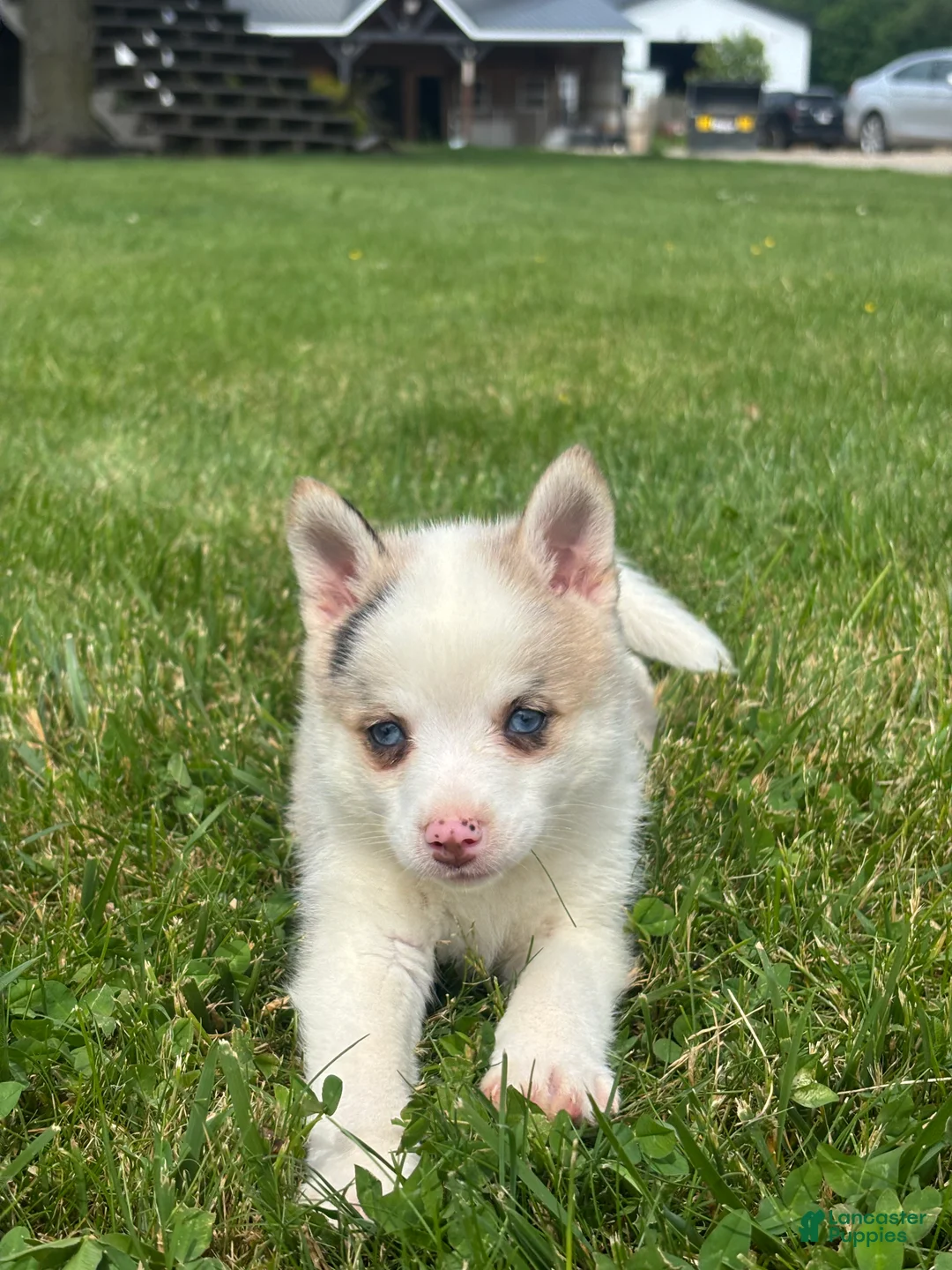 Pomsky dogs for sale: Susie - Ad 3
