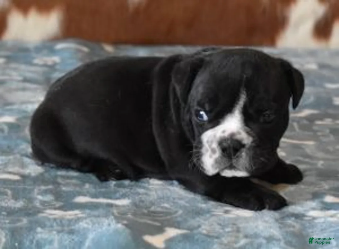 English Bulldog dogs for sale: ANGUS - Ad 2