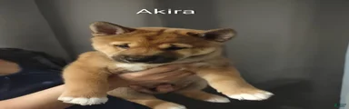 Akira