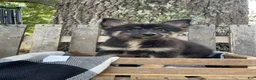 Pomsky dogs for sale: Duke - Ad 5