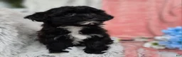 Shihpoo dogs for sale: Lacey - Ad 19